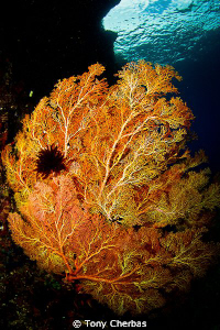 The slight pink to this orange Gorgonian reminds me of Co... by Tony Cherbas 